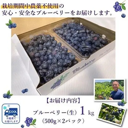 完熟ブルーベリー　500g×2パックセット【配送不可地域：離島】【1747691】