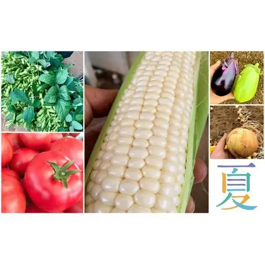 AE002 【毎月定期便4回】季節のおまかせ野菜セット
