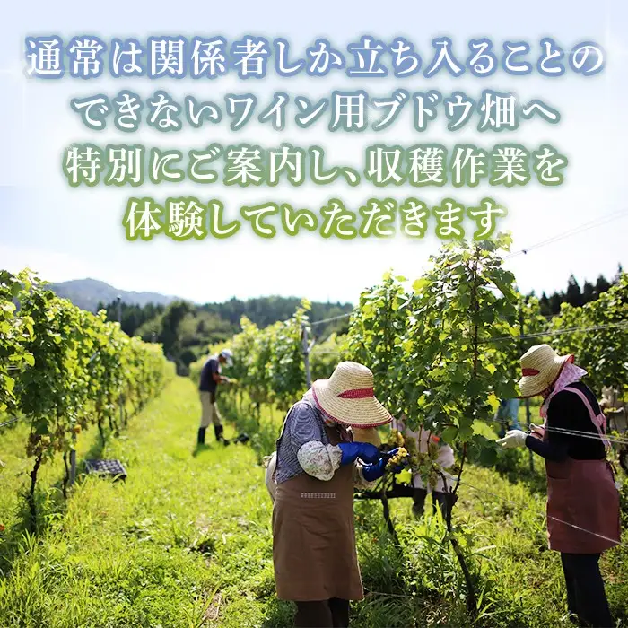 胎内高原ワイナリー ワイン用ブドウ収穫体験【ワイン1本付き】