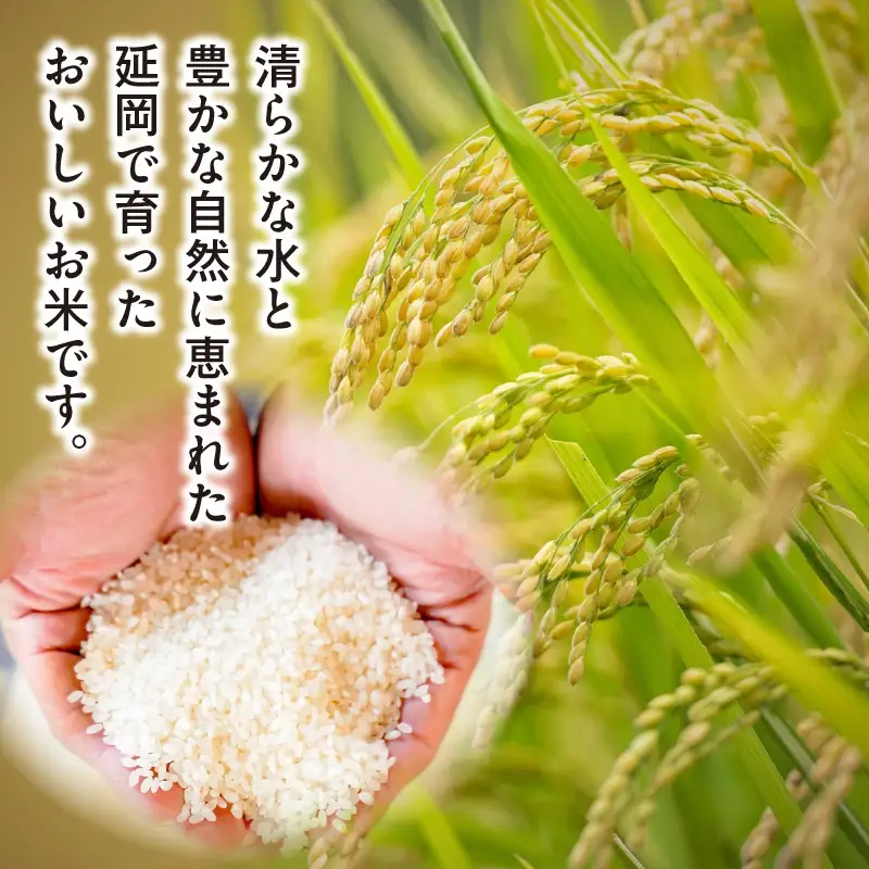延岡産ヒノヒカリ（無洗米）10kg 9ヶ月定期便 N0218-YJ005