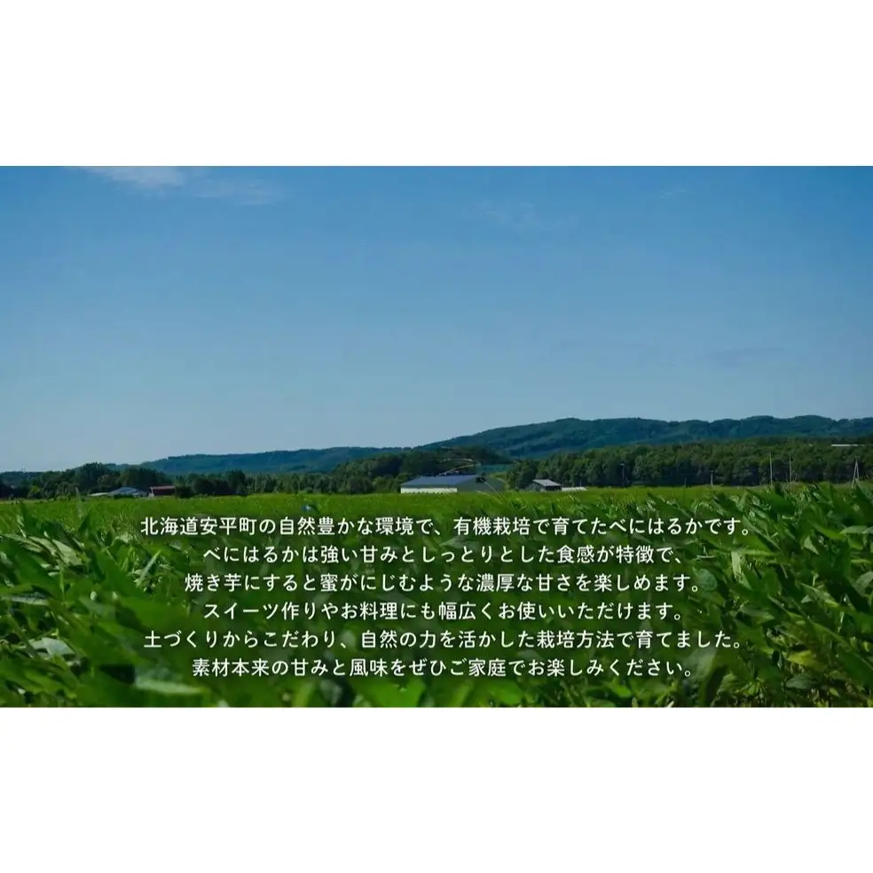 ＜ 先行予約 ＞ オーガニック さつまいも べにはるか 5kg サツマイモ 紅はるか いも イモ 芋 有機栽培 有機野菜 化学農薬不使用 化学肥料不使用 焼き芋 大学芋 北海道 安平町 安平