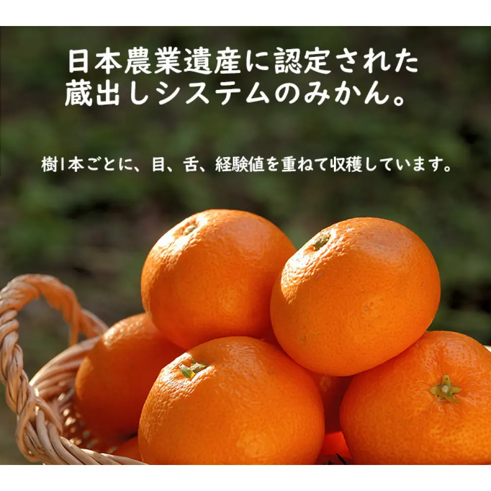【定期便3か月】紀州産みかん「早生・蔵出し」農園直送 3kg SMLサイズ｜みかん