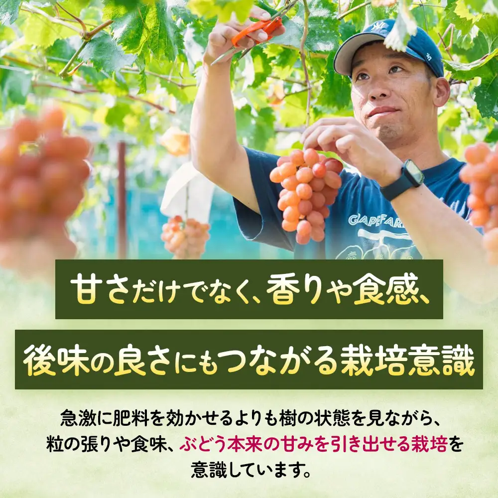山梨県オリジナル品種ぶどう サンシャインレッド 1房（500g以上） 山梨県産ぶどう