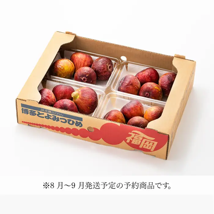 A1361.九州・福岡フルーツ王国より直送.いちじく（とよみつ姫）約1kg／2026年8月～9月配送【とよみつひめ】