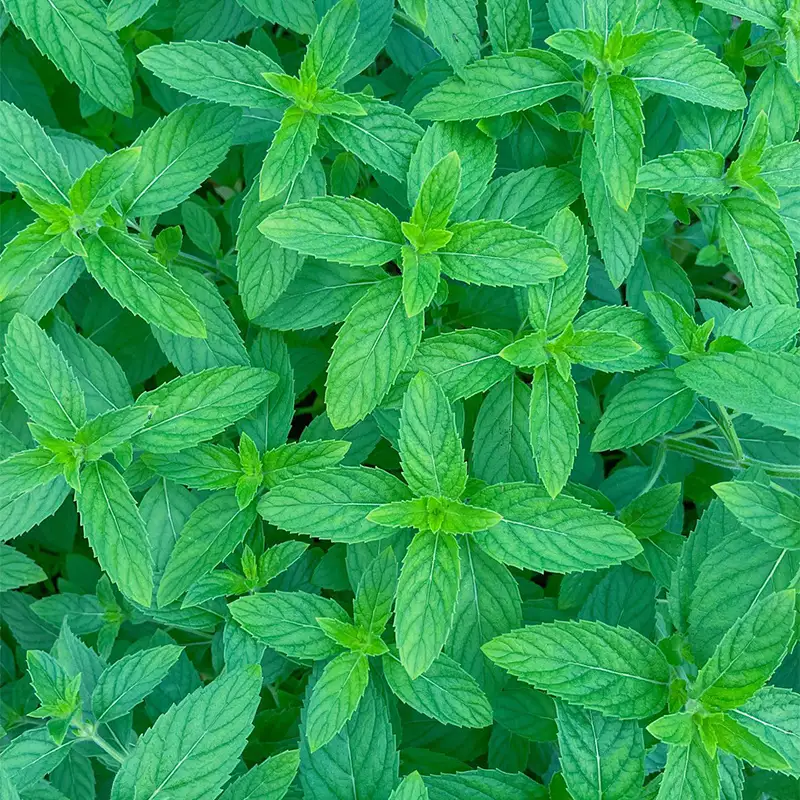 【高擶薄荷】山形県産 在来種の薄荷使用！ 琥珀糖3種6個セット（遊佐レモン2袋・山形ラズベリー2袋・大江すもも2袋） F2Y-7004