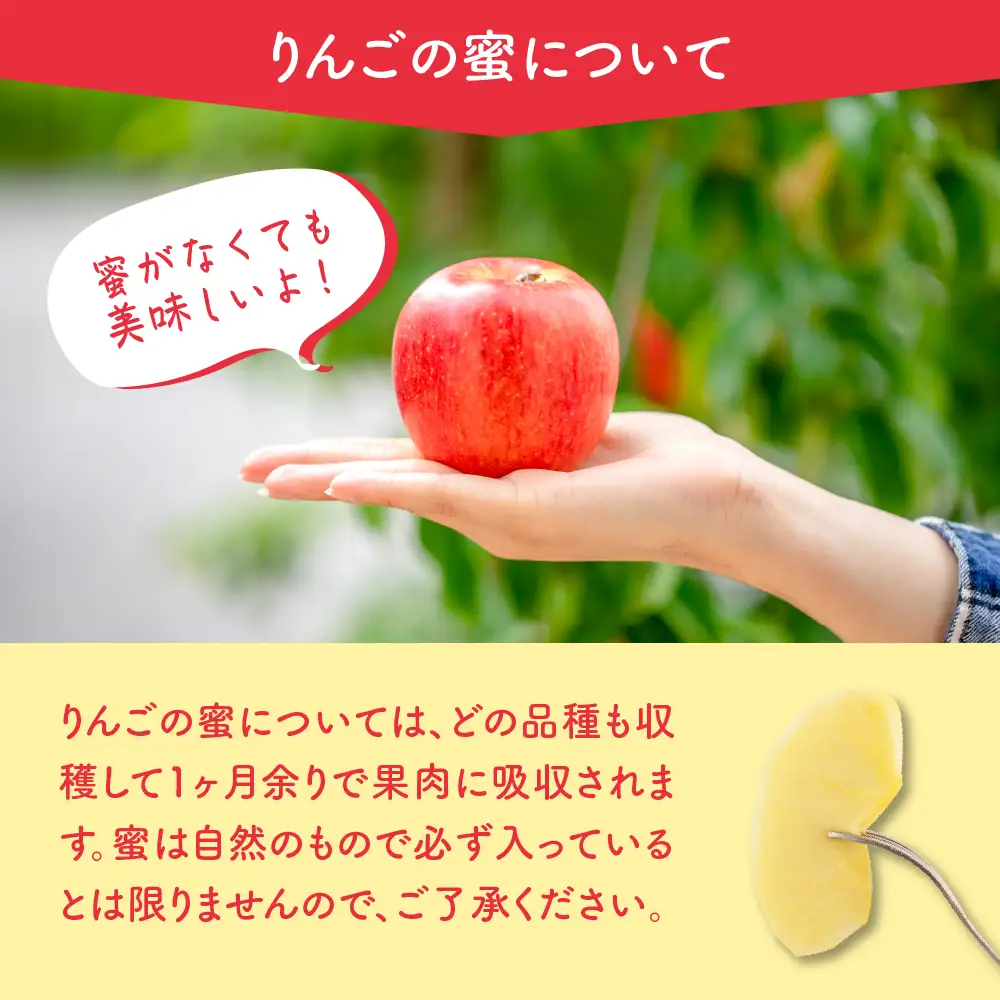 【先行予約】 令和8年産 りんご サンふじ 秀品 約2kg りんご