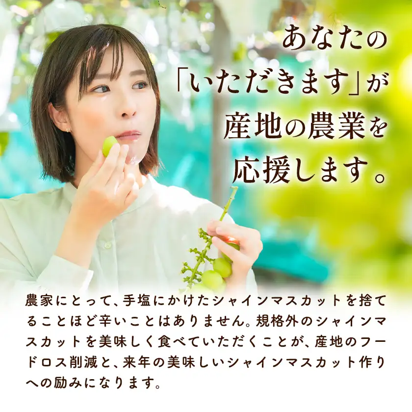 訳あり お助けシャインマスカット 約1.2kg マスカット