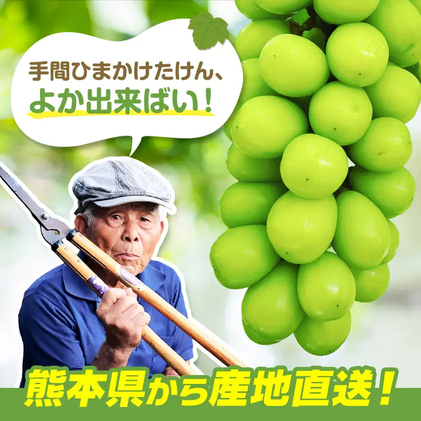シャインマスカット 4kg じっちゃんのかじゅえん《8月上旬-9月下旬頃出荷》