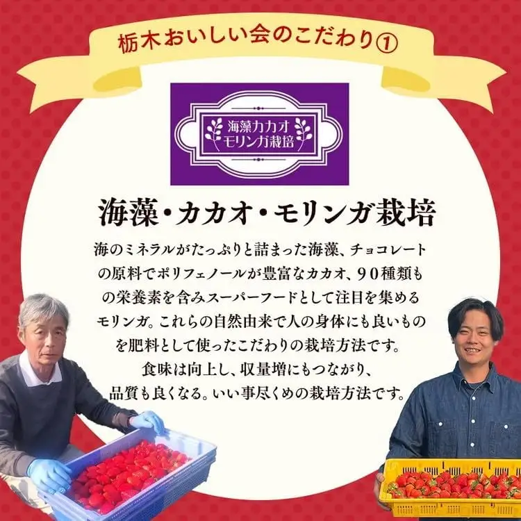 栃木おいしい会のいちご（とちあいか）260g×8パック（2080g）｜栃木県共通返礼品 栃木県産 ※2027年1月～発送