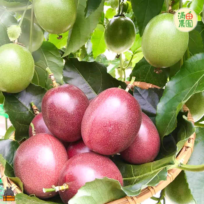 《今が旬！》 満田(みつだ)農園さんのパッションフルーツ（約600g）( 果物 フルーツ 酸味 甘み プチプチ 徳之島 奄美 鹿児島 美味しい 旬 南の島 世界自然遺産 みつだ農園 )