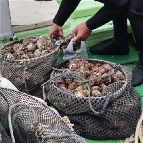 サザエ 約2kg(16個～30個)【配送不可地域：離島・北海道・沖縄県・東北】【1746734】