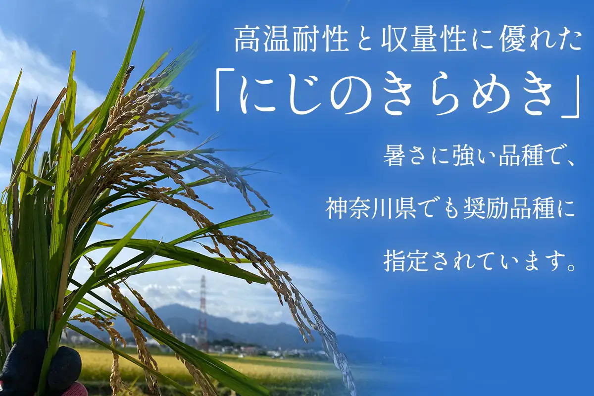 [定期便／3ヶ月連続][令和8年産／11月上旬より順次発送] 新米3種食べ比べ 伊勢原産 精米各5kg (はるみ・てんこもり・にじのきらめき) 農家直送！加藤さんちのうんめぇ！自家製米 [1150]