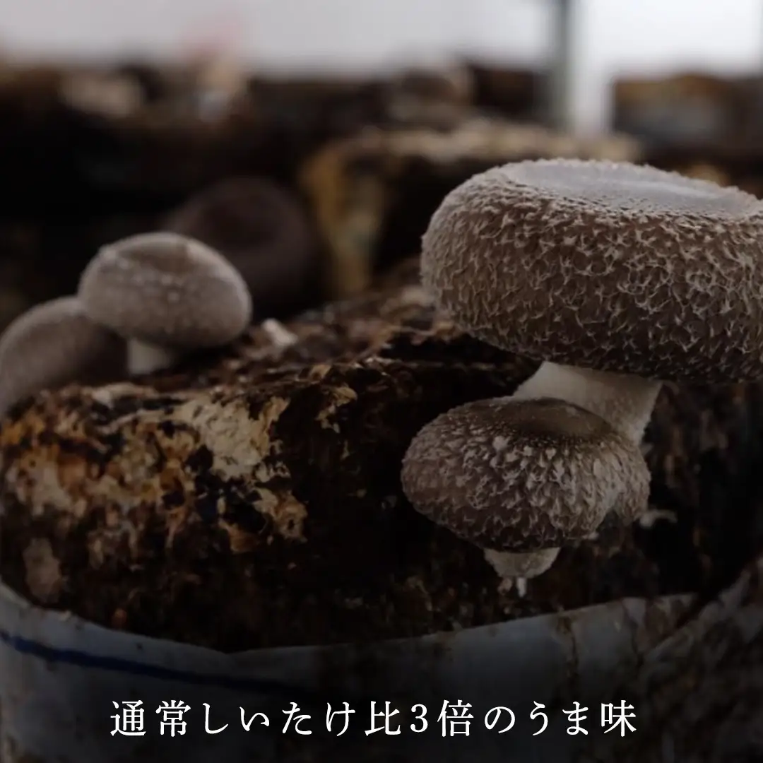 【 訳あり/不揃い 】禅丸椎茸 1kg (250g×4パック) 【岩手県紫波町産】 (FG001)