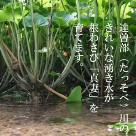 宮守特産わさび真妻(生) 200g(3～4本)とたっそべ漬け(粕漬)のセット【おろし金付き】 葵食品【配送不可地域：離島】【1332093】