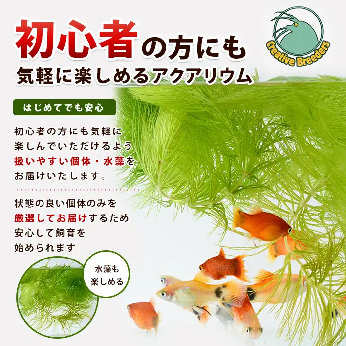 【10営業日以内に発送】ミックスプラティ10匹＋マツモ付き (アクアファームはくと/IB167-004)
