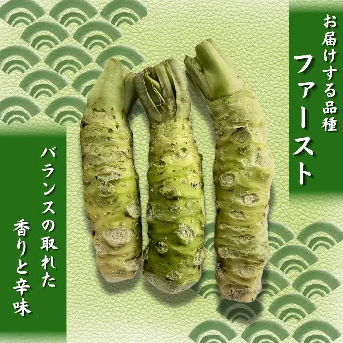 栽培期間中 農薬 化学肥料 不使用 国産 わさび 使い切り 約 20g 10本 総量 200g 【雫石わさび苑】 野菜 やさい 香味野菜 山葵 ワサビ 生わさび 生ワサビ 生山葵 薬味 産地直送 日本産 新鮮 調味料 辛味 和食 料理 ２００g 200グラム プレゼント ギフト ご贈答 贈り物 おすすめ 冷蔵発送 お取り寄せ 仕送り 自宅用 家庭用
