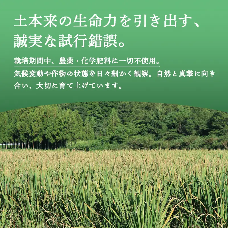 マコモダケ 2kg | 栽培期間中農薬不使用