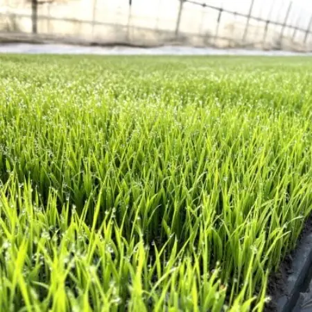 【毎月定期便】ササニシキ 白米 精米 3kg 岩手県遠野市 勘六縁「たけのこ舎」全6回【4088040】