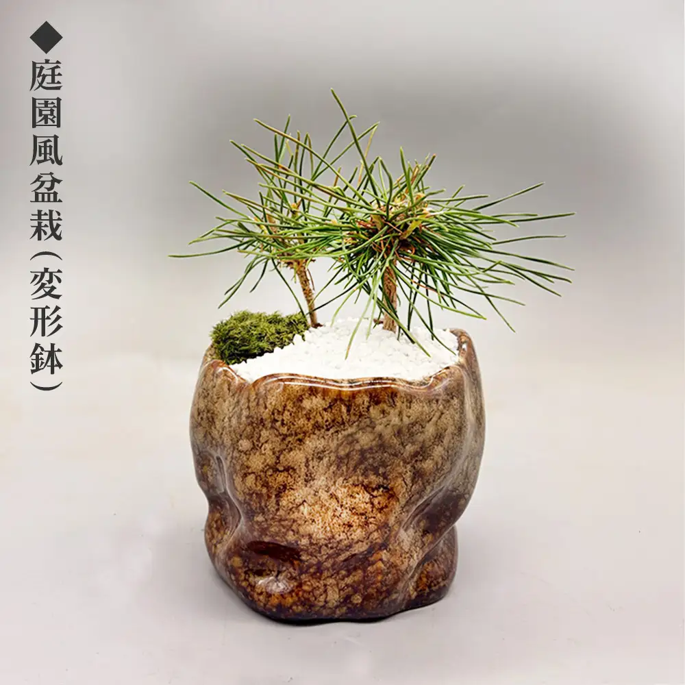 ミニ松 盆栽 ※2026年6月～発送