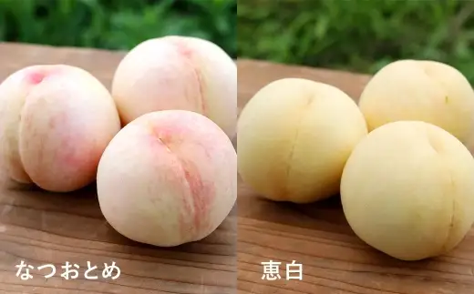 【 贈答用 】 旬のおかやま白桃 3玉 （ 約900g ） 桃 もも モモ 白桃 ピーチ フルーツ 果物 くだもの 果実 おやつ デザート スイーツ 岡山県産 国産 【 2026年7月上旬～8月下旬迄発送予定 】