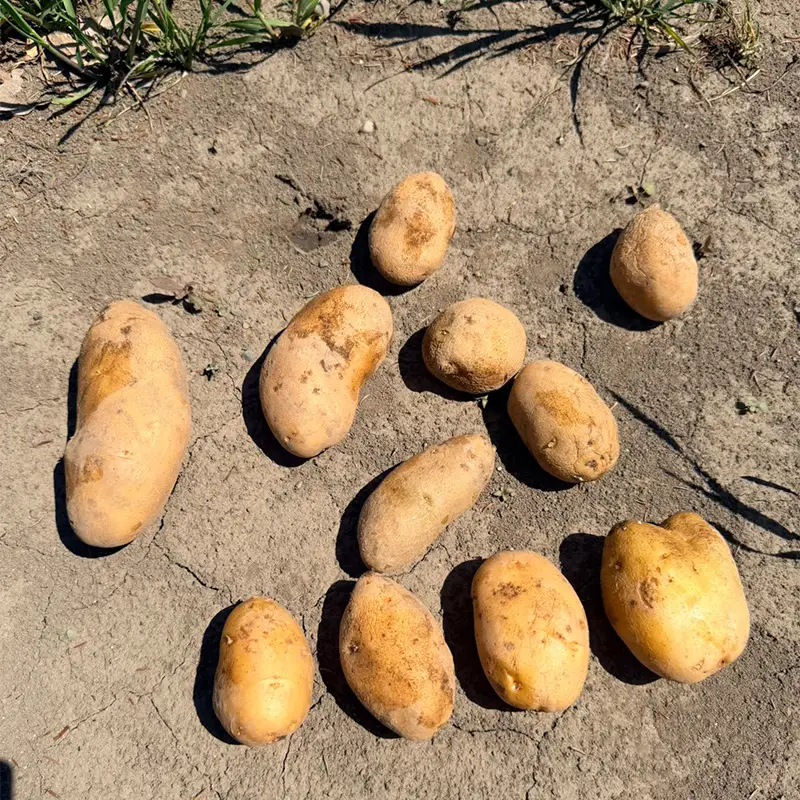 北海道十勝・更別村産 じゃがいも（メークイン）10キロ 芋 ジャガイモ 新鮮野菜 やさい 10kg F21P-1571