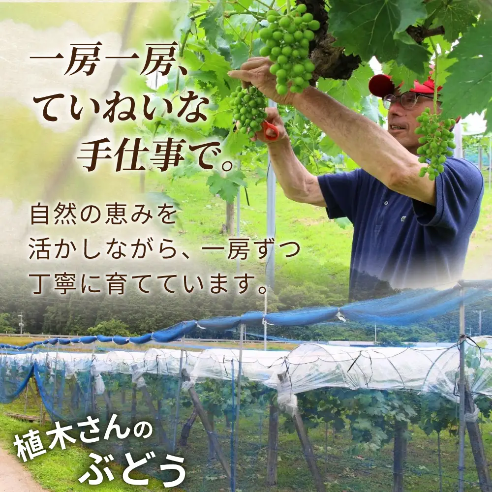＜粒パック詰め＞ 真庭市産旬のぶどうミックス３種以上 2.4kg 【beac011-01】