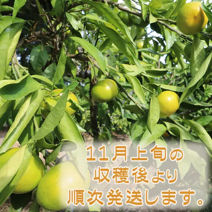 【鴨川の柑橘】じゅわっと甘い 極早生 温州みかん『ゆら早生』５kg 《数量限定》《先行予約》《11月発送》みかん 早生みかん 国産 産地直送 甘い 果汁 薄皮 小粒 濃厚 初物 旬 フルーツ 果物 鴨川 千葉県 鴨川市[古泉農園][0012-0089]