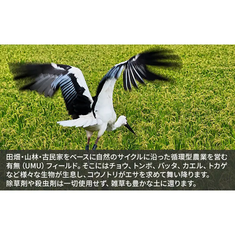 米 コウノトリ舞う田んぼで大自然が育てた"有無ファーム"こだわり米 5分づき 10kg お米 栽培期間中農薬・化学肥料不使用