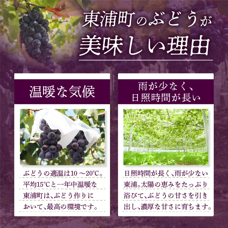 【先行予約】【2026年8月発送】東浦町産 種なし巨峰（約1kg）