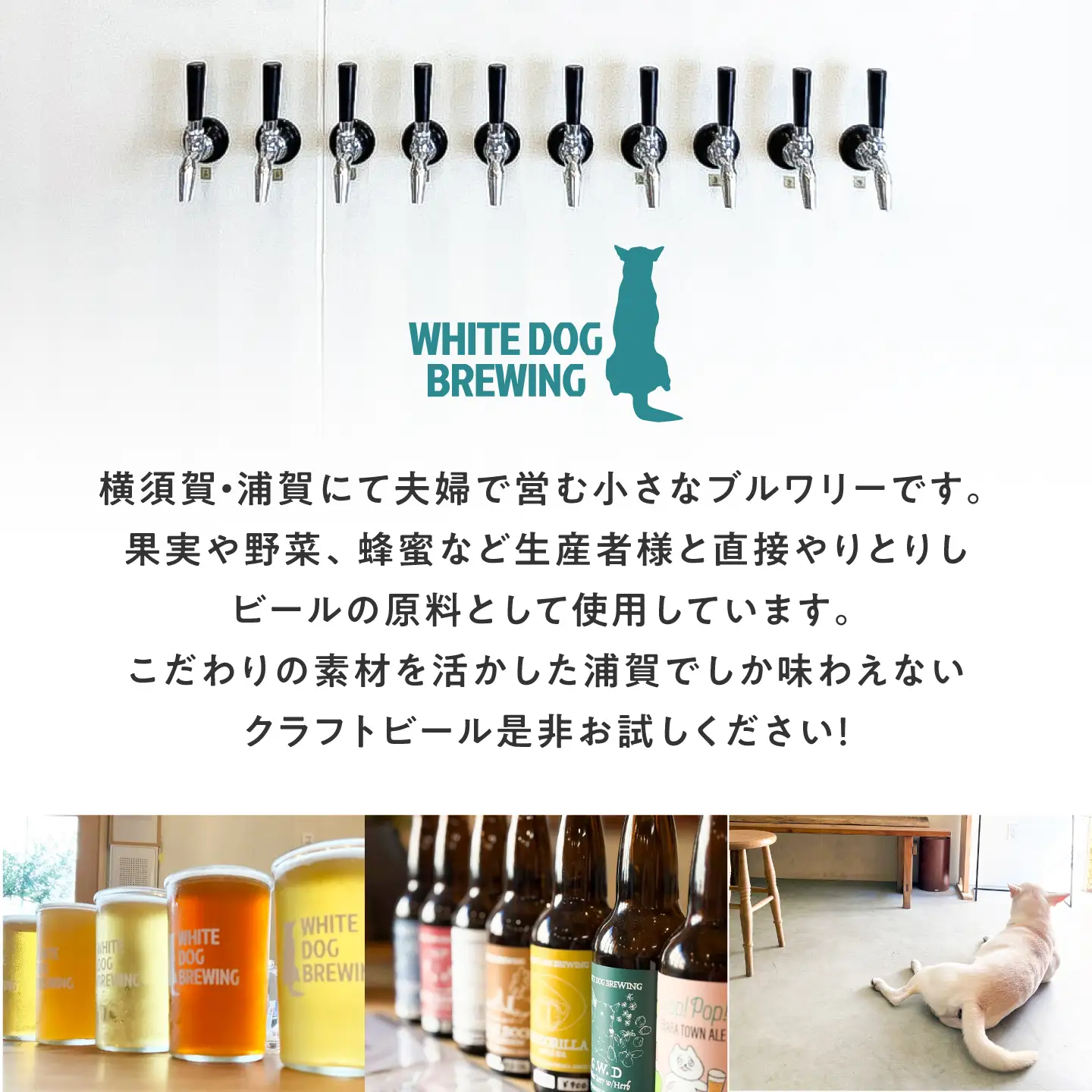 WHITE DOG BREWING クラフトビール 6本セット【STEAM DOCK】【浦賀ビール合同会社】[AKHR003]