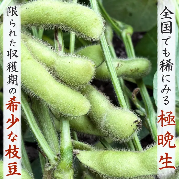 【幻の枝豆】十日限りの収穫！鴨川の伝統品種『鴨川七里』300g ６袋 《数量限定》《期間限定》《10月下旬一斉発送》えだまめ エダマメ 枝豆 在来種 極晩生 在来種 限定生産 農家直送 収穫したて 採れたて [日本ソーラー発電][0010-0370]