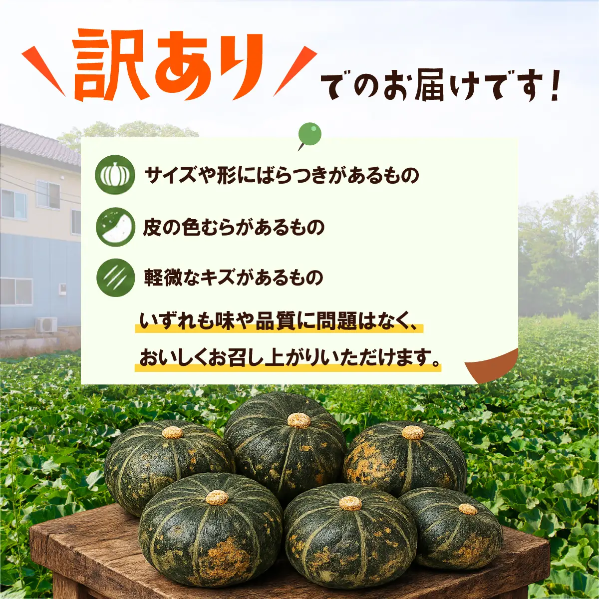 【訳あり】かぼちゃ くり大将 カボチャ 約10kg (5～6玉)