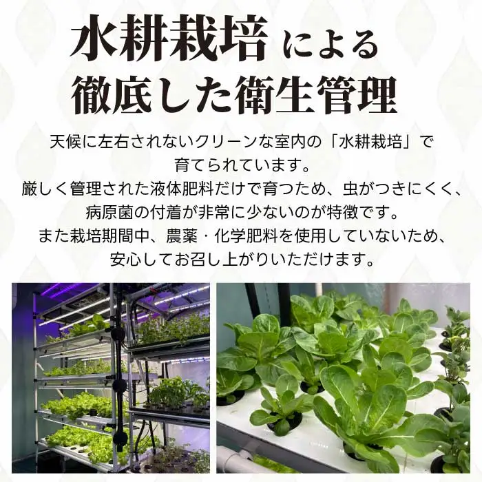野菜 セット レタス3種 ハーブ2～3種 詰め合わせ サラダ やさい クレソン ルッコラ パセリ バジル ヘルシー 水耕栽培 アクアポニックス 根付き 新鮮 広島県 三原市 245001