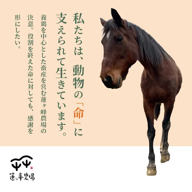 引退馬 飼育支援：寄付金額50,000円（返礼品なし）