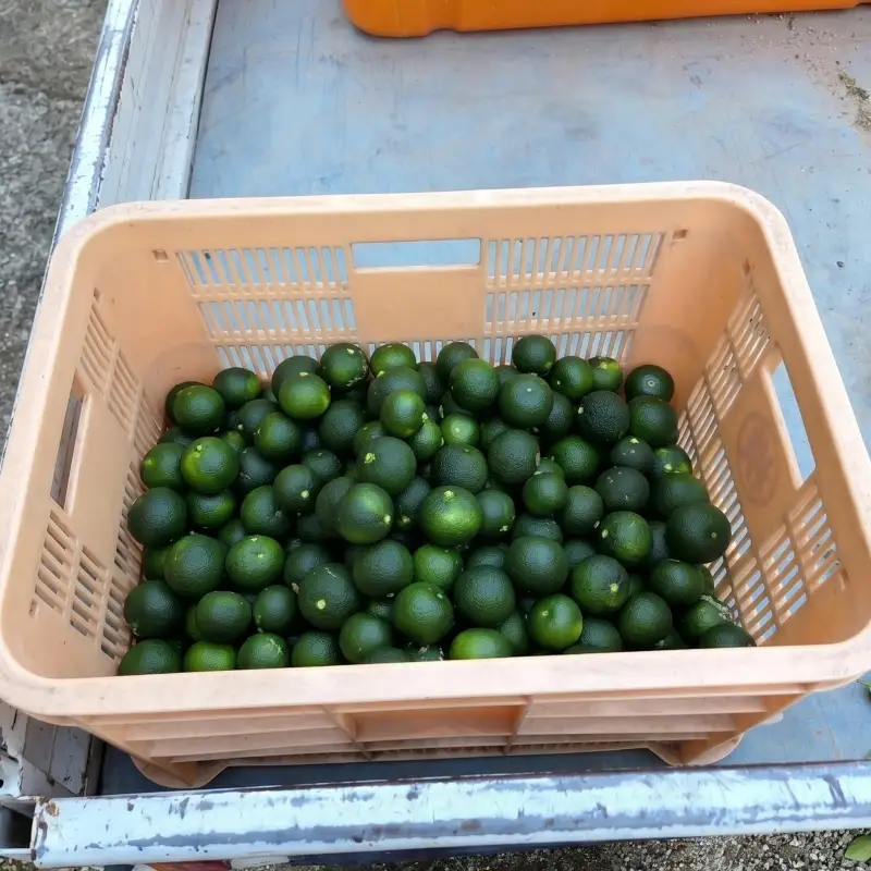【2026年8月上旬より順次発送】すだち 2.5kg 家庭用 愛媛県産 | 不揃い キズあり 訳ありフルーツ 果物 くだもの 農家直送 スダチ すだち果汁 焼き魚 ぶり しいたけ お酒 酢 旬 刺身 ぶり 愛媛県 松山市【YBN003】
