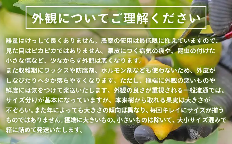 【先行予約】＜無茶々園のレモン 約1kg＋レモンの本＞ フルーツ 果物 くだもの れもん 檸檬 柑橘 香酸柑橘 国産 無茶々園 特産品 愛媛県 西予市【常温】『2027年1月～3月までに順次出荷予定』AMC0063