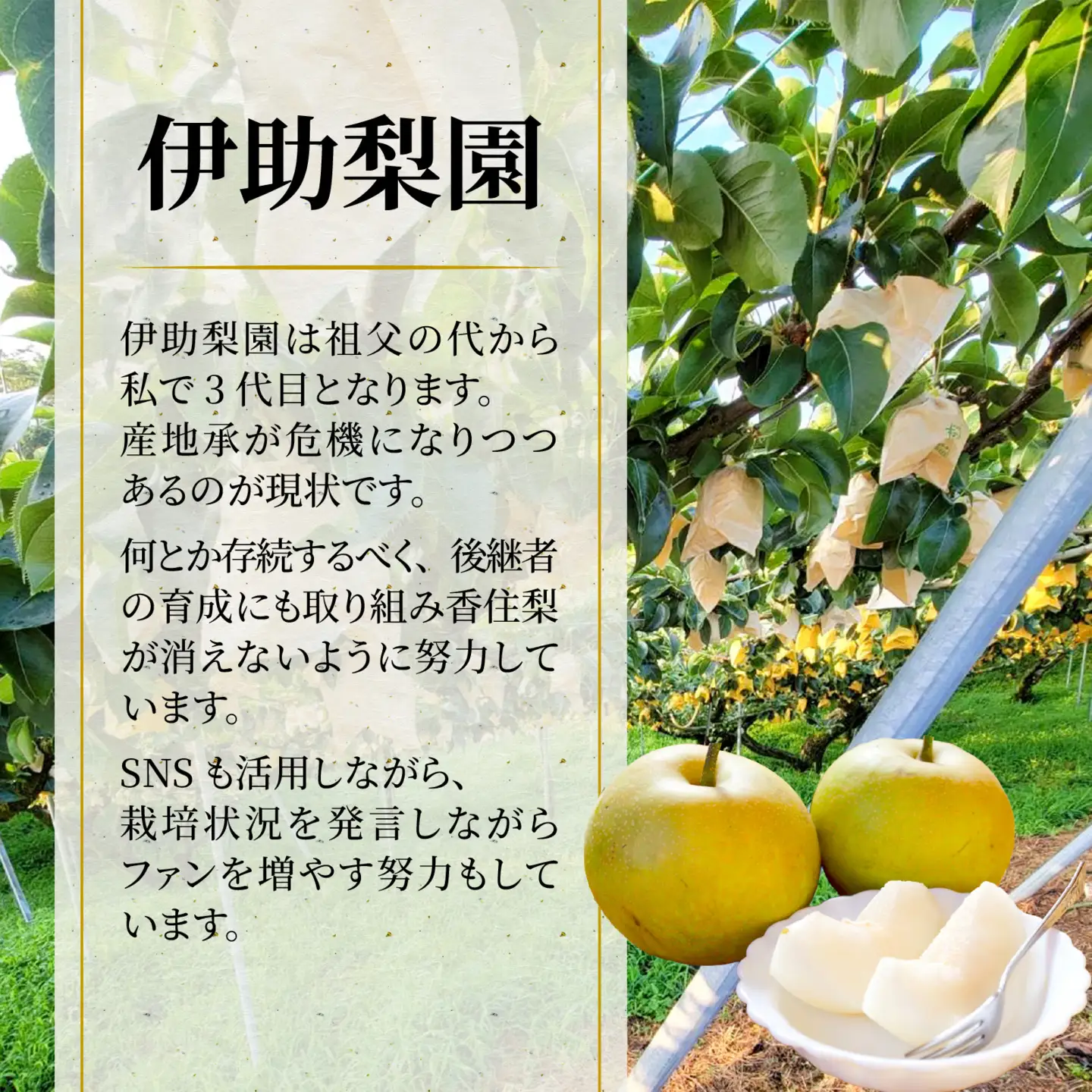 【先行予約】二十世紀梨（香住梨） 3kg ※2026年9月より順次発送 