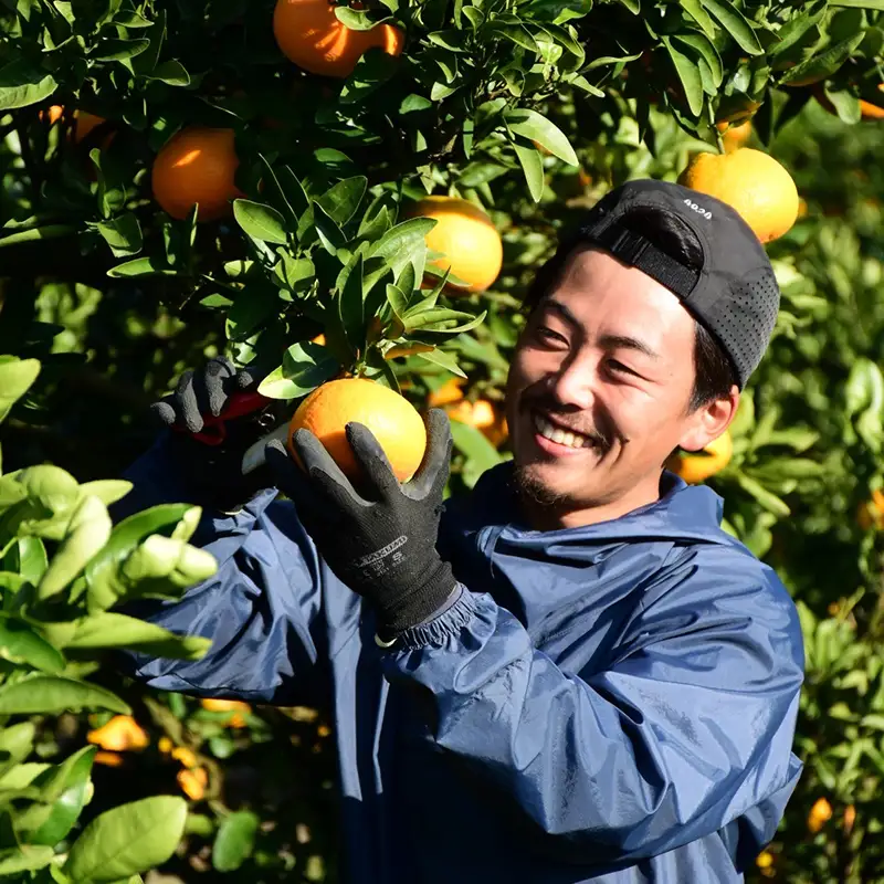 柑橘 定期便 【全4回】 愛媛柑橘定期便 【2026年11月下旬頃順次発送】 | あいか いよかん はるか みかん 紅まどんな と同品種 紅プリンセス と同品種 定期便 お楽しみ 旬 フルーツ 果物 定期便 果物 愛媛県 松山市【HMN019】
