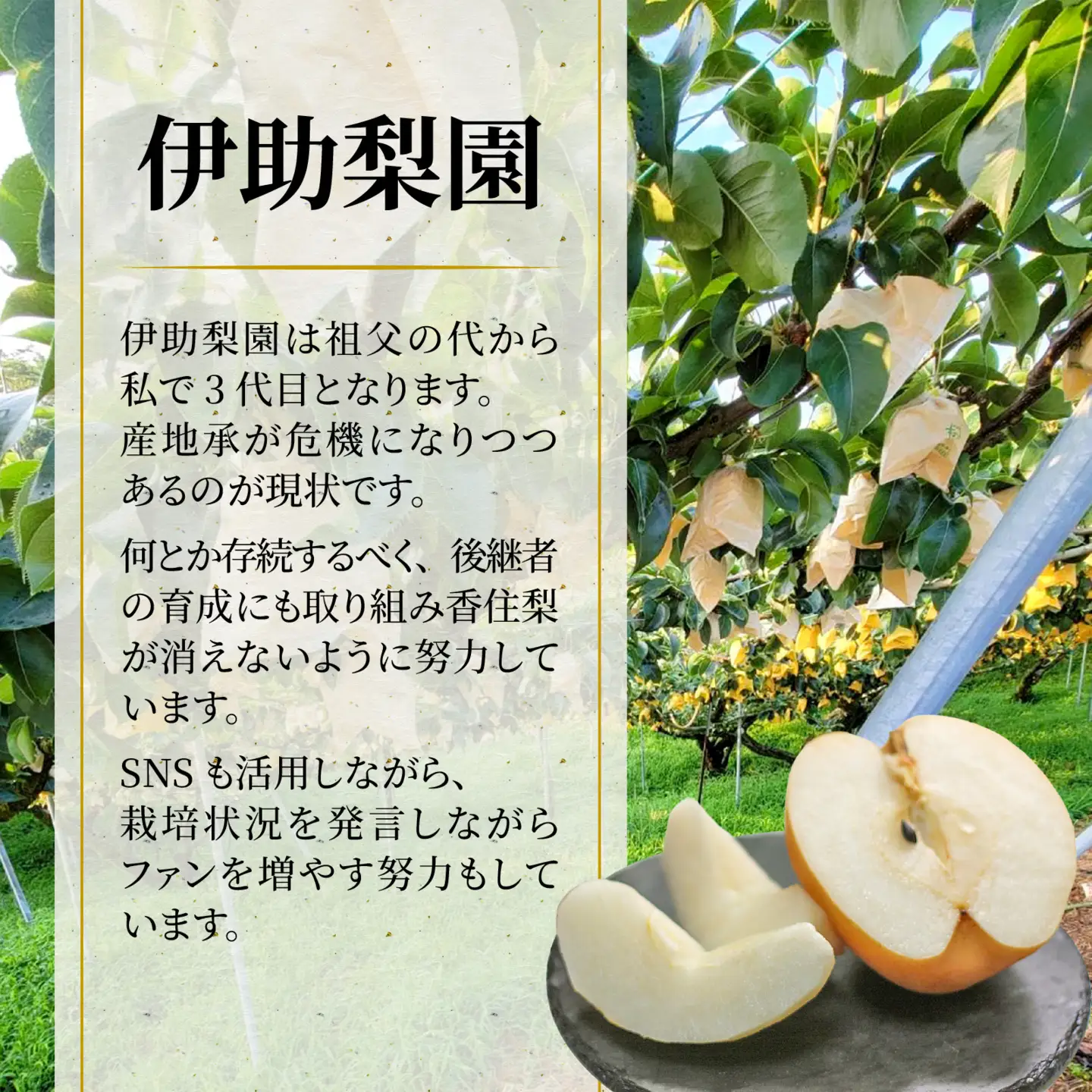 【先行予約】新興梨 (香住梨) 5kg  ※2026年10月15日より順次発送