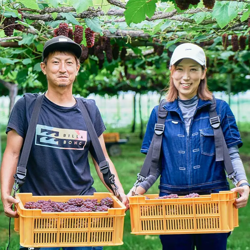 ≪2027年先行予約≫【相良果樹園】贈答用 山形県産 種無しぶどう デラウェア 1kg(5～6房) 秀品 個包装 2027年7月上旬から順次発送 F2Y-6511