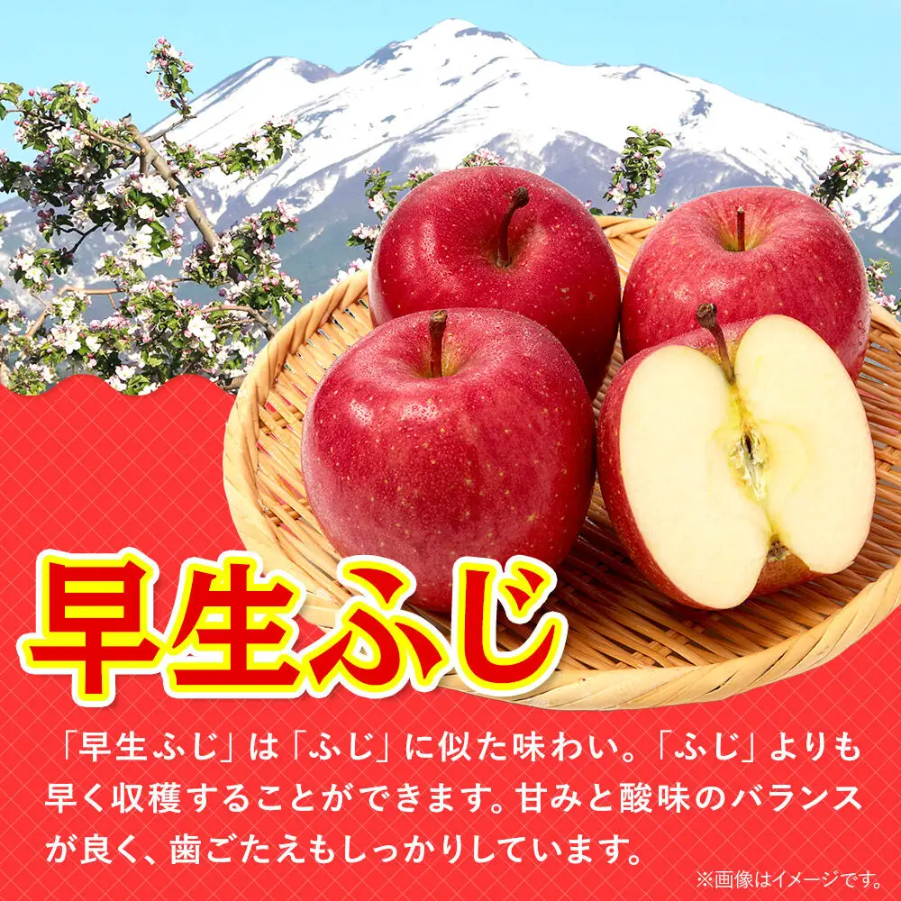 【26年10月発送】りんご 早生ふじ【贈答用】約5kg 青森県 弘前市