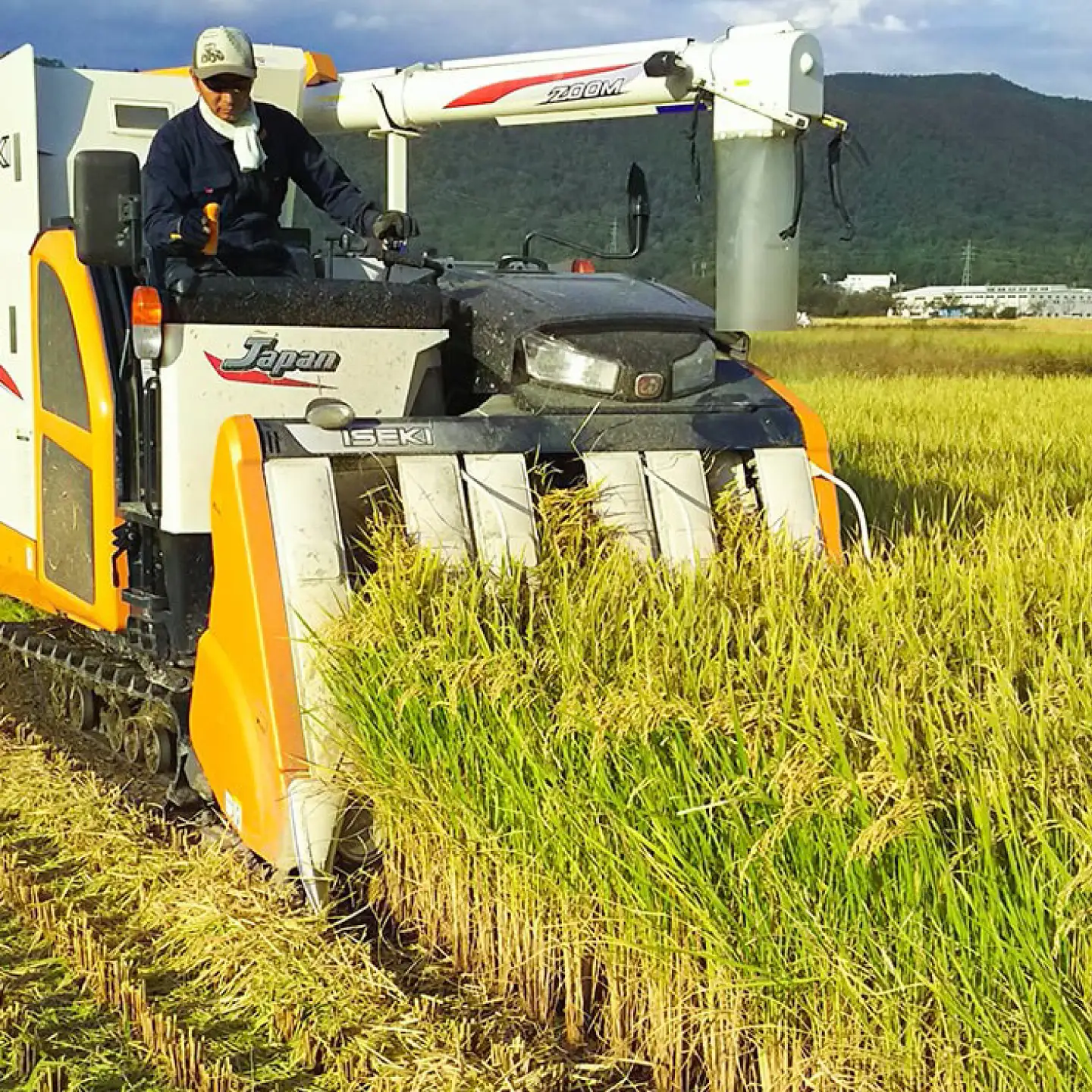 たちはるか 5kg 白米 米 精米 お米 岐阜市 / 森ライス[ANCU018]