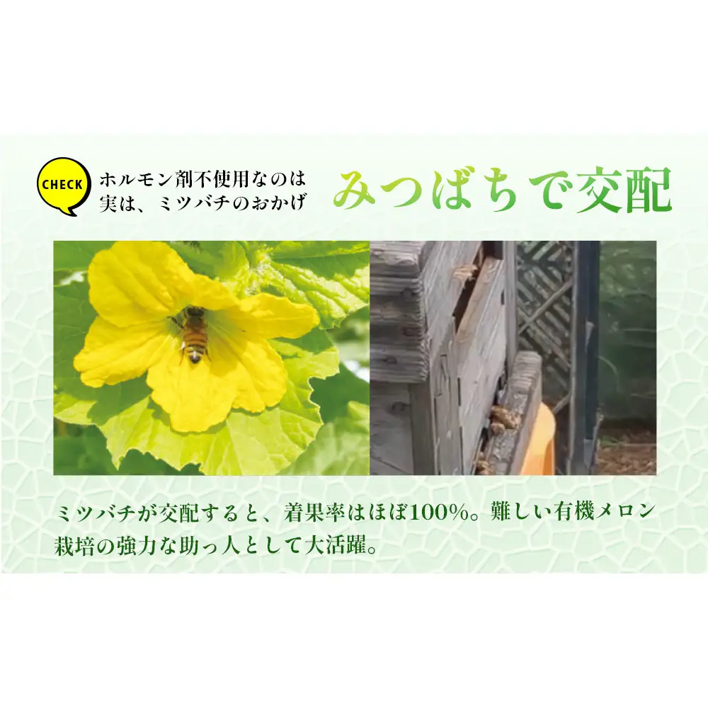 【期間限定】有機メロン「あま玉」1玉 Lサイズ 1.4kg～【R8年7月15日より順次発送】