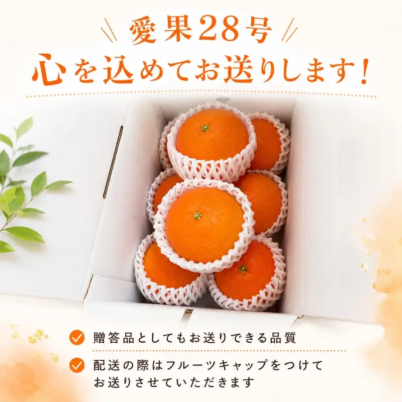 【2026年11月下旬頃より順次発送】約1.8kg 愛果28号 8～10個 | みかん 紅まどんなと同品種 家庭用 愛媛果試28号 松山 ミカン mikan フルーツ 果物 くだもの あいか 農家直送 1.8キロ 数量限定 期間限定 柑橘 愛媛県 松山市 【YBN002】