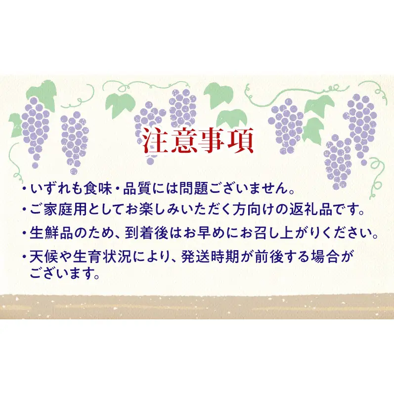 【★先行予約】【訳あり】長野県産ナガノパープル 約400～500g×2房 見た目にワケあり 味はそのまま 一粒が大きい 果物 旬のフルーツ 長野県 上田 信州