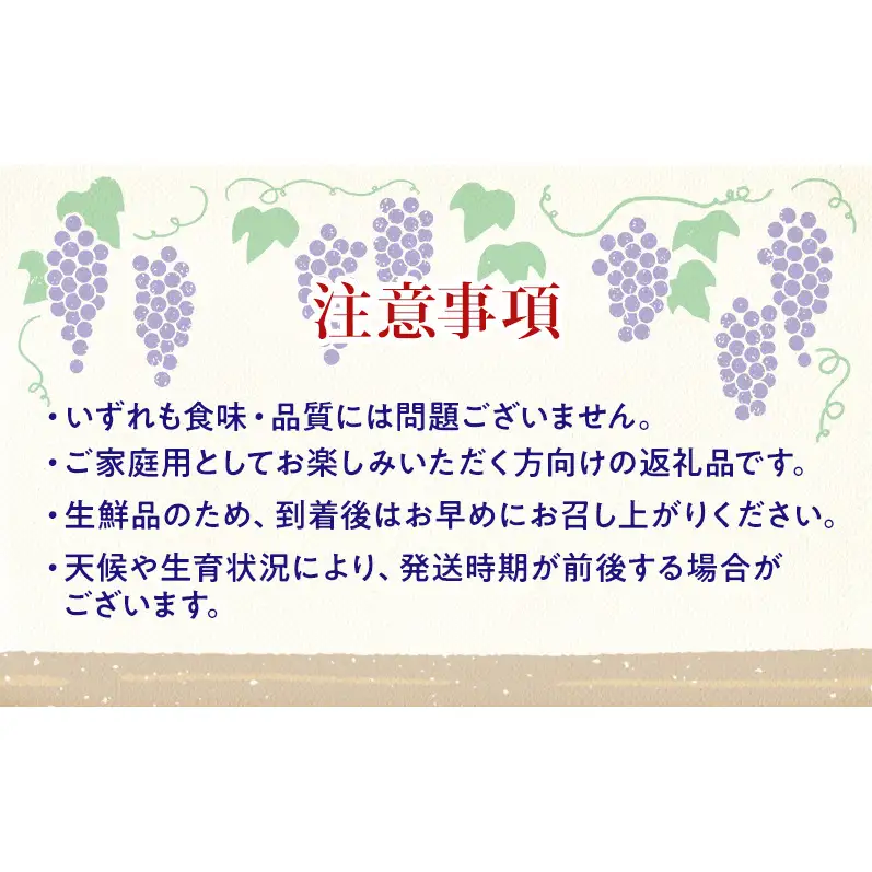 【★先行予約】【訳あり】長野県産ナガノパープル 約400～500g×4房 見た目にワケあり 味はそのまま 一粒が大きい 果物 旬のフルーツ 長野県 上田 信州