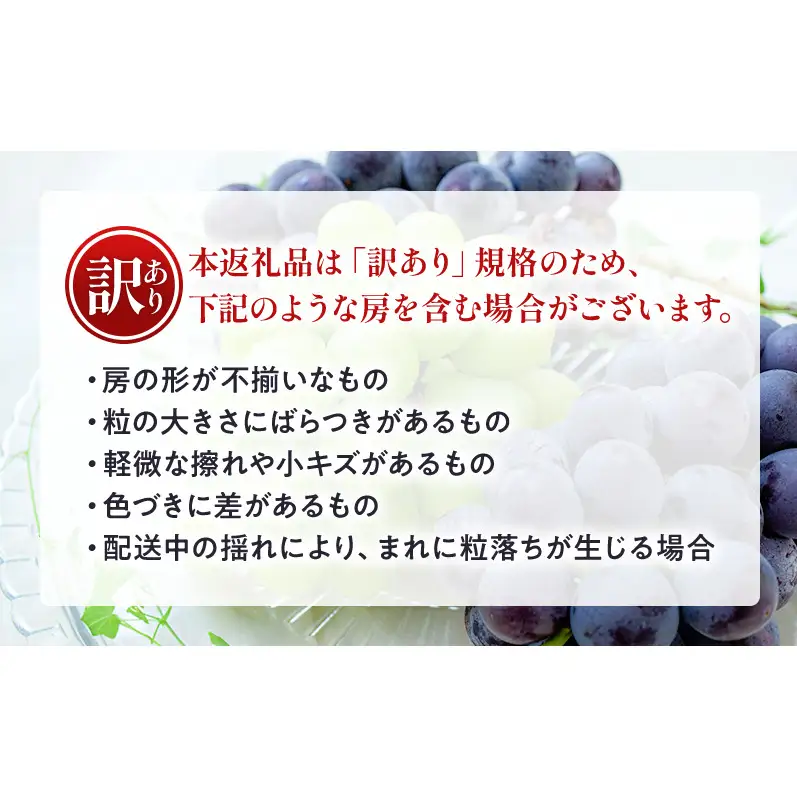 【★先行予約】【訳あり】長野県産 ぶどう3種食べ比べセット（シャインマスカット・ナガノパープル・巨峰）合計約1.1kg 見た目にワケあり 味はそのまま 旬のフルーツ 長野県 上田 信州