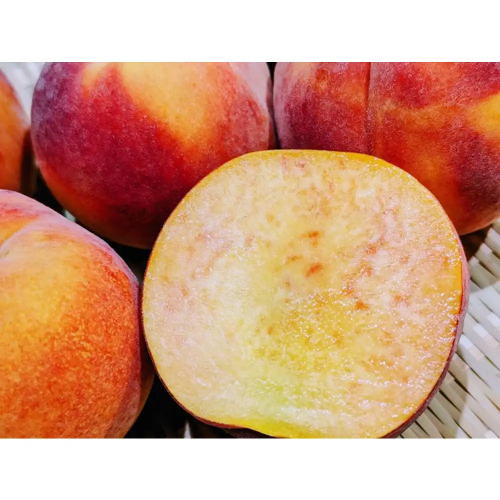 長野市産甘さあふれる信州なつっこ2kg｜訳ありでも感動の果汁体験セット　なつっこ