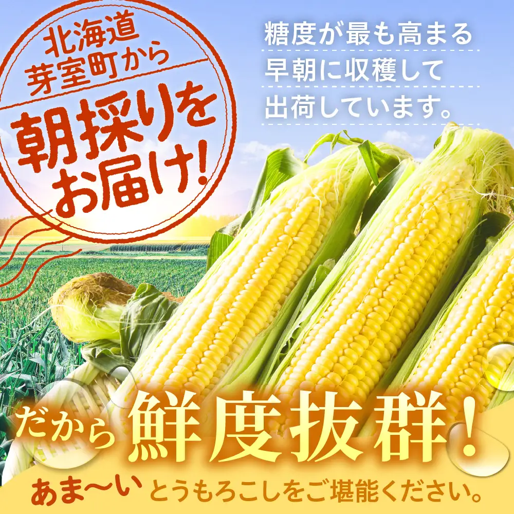 とうもろこし 北海道十勝芽室町 とうもろこし 13本 スイートコーン