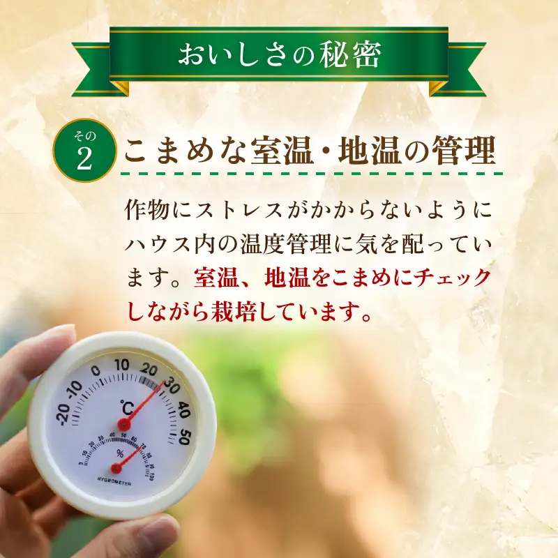 【先行予約】マルセイユメロン 4玉 約5.2kg前後（約1.3㎏前後×4玉）大人気の赤肉品種！高級メロンの味わい ／ 果物 フルーツ ギフト 農家直送 ※2027年6月上旬以降順次発送  [aw065-a019]